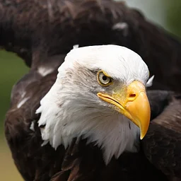The Return of the Bald Eagle in Michigan: A Presentation by Dr. Carl Palazzolo
