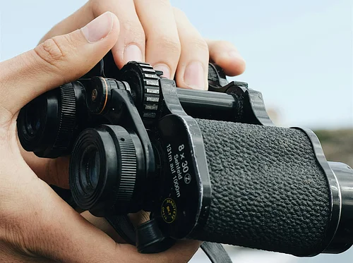 Birding by Sight & Sound