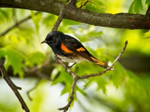 Cleared to Land: Bird Migration in NYC  