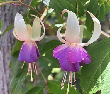 Talk and Q&A: Fuchsia Care 365 