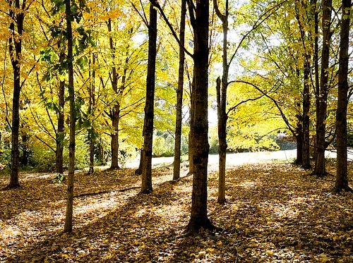Forest Bathing