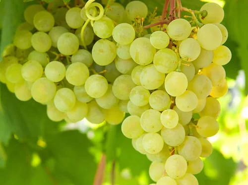 International Viognier Day – 24th April 2026