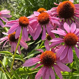 Louisville Native Seed Swap