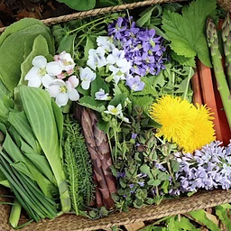 Beginner’s Foraging Workshop: Wildflowers