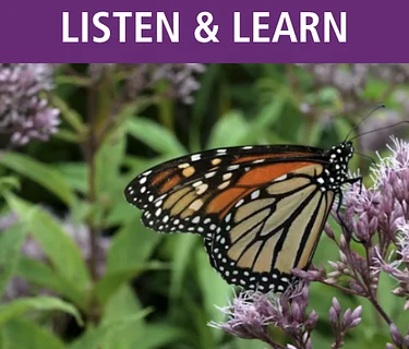 Planting for Pollinators