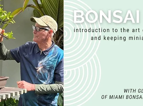 Bonsai 101 Series: Windswept Style