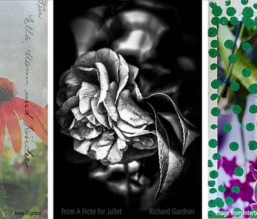 fotofoto gallery presents 3 SOLO EXHIBITIONS of PHOTOGRAPHY by fotofoto gallery Artist Members: ANNE COGNATO • ENNID BERGER • RICHARD GARDNER