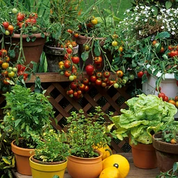 How to Grow: Gardens in Small Spaces