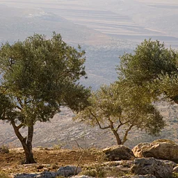 Stories of Palestine, in Reverence and in Grief