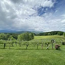 Addison Farms Vineyard