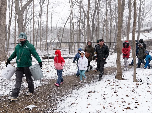 Maple Syrup Festival