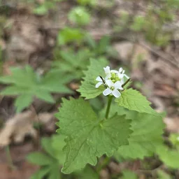 Science Stroll: Foraging in Forests