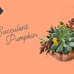 Workshop | Succulent Pumpkin