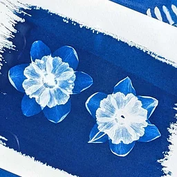 Botanical Sun Printing: Section A