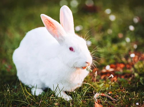 Nature Explorers – Rabbits