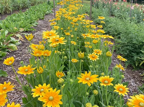 Community Plant Sale and Open House