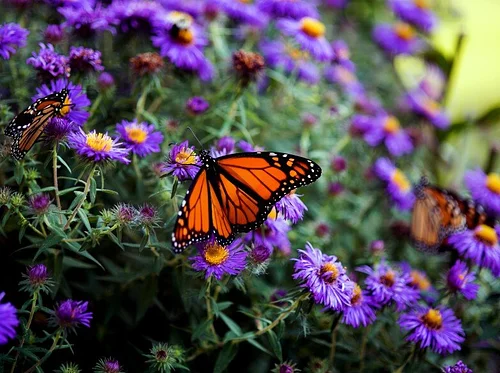 Turn Your Garden Into Habitat with Native Plants