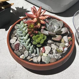 Succulent Garden Workshop