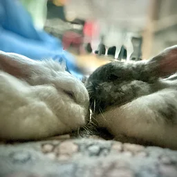 Bunny Hoppy Hour