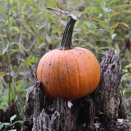 Pumpkin Scavenger Hunt