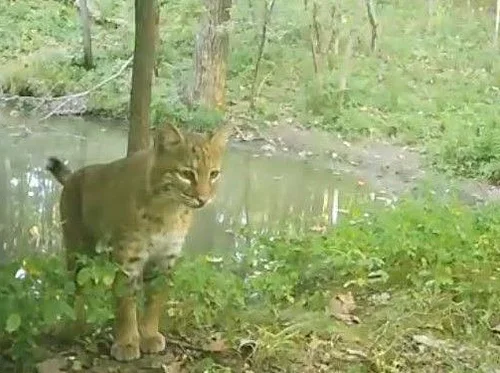 Backyard Bobcats & Their Diseases