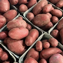 Gathering of Growers Crop Study: Potatoes and Sweet Potatoes