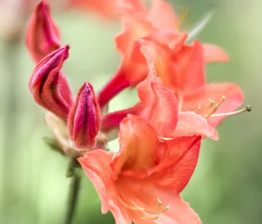 A Garden’s Story: Mindful Photography