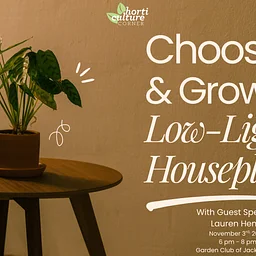 Horticulture Corner: Choosing and Growing Low-light Houseplants