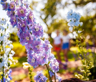 Drop-In Tour: What’s in Bloom Tour