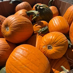FALL FESTIVAL! Sunday Fun Day
