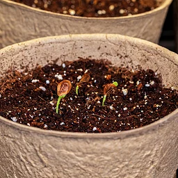 Native Plant Seedling Transplanting