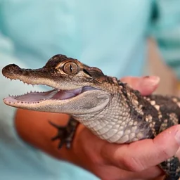 Reptile Round-Up