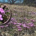 Serpentine Barrens Pink Hill Tour