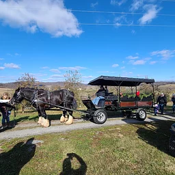 Horse-Drawn Carriage Rides