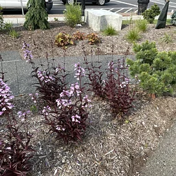Post Office Park Planting Party