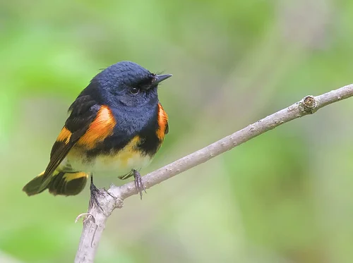 Accessible Birding