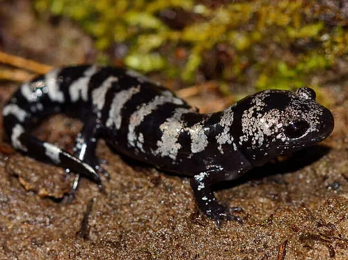 Webinar: Salamanders of PA