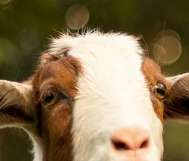 goat yoga at sawtooth