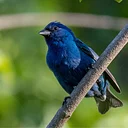 Weekend Bird Walk with the Valley Forge Audubon Society