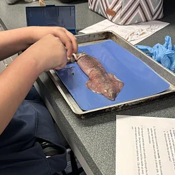 Dissection Lab for Home Schoolers