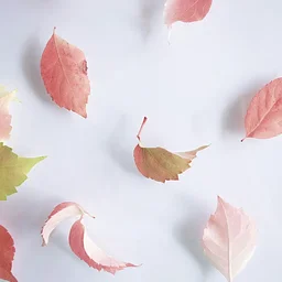 CANCELED | Colorful Falling Leaves | Produced by Storyteller Chuck Fink