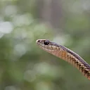 The Beauty of Survival: An Introduction to Reptiles with Russ Walker