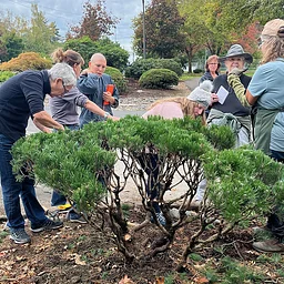 Structural Pruning Pines
