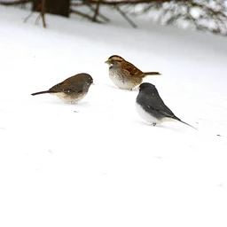 Cass County Annual Audubon Christmas Bird Counts