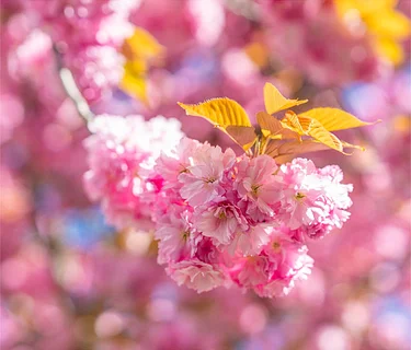 Cherry Blossom Festival