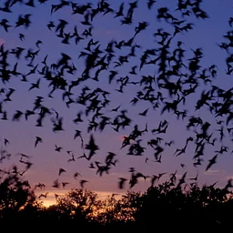 Saturday Kids’ Activity: BATS!