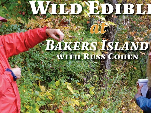 Wild Edibles at Bakers Island with Russ Cohen
