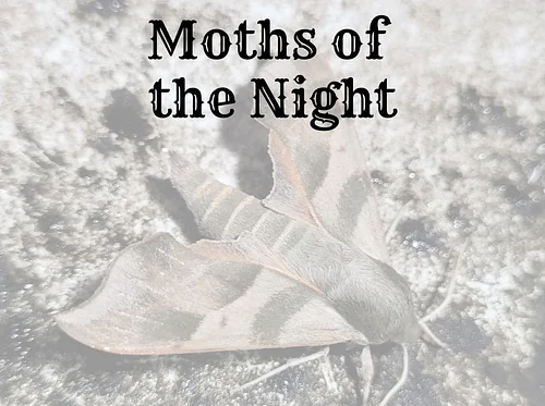 Moths of the Night