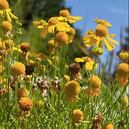 NEC Drop-in: Seeds on the Move