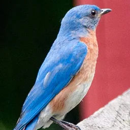 Birding Basics at the John C. Hart Memorial Library (for everyone)